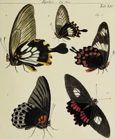 An illustration from Dr. Sulzers Abgekürtze Geschichte der Insecten. Nach dem Linaeischen System / [Johann Heinrich Sulzer]. (1776)