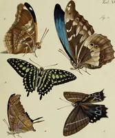 An illustration from Dr. Sulzers Abgekürtze Geschichte der Insecten. Nach dem Linaeischen System / [Johann Heinrich Sulzer]. (1776)