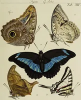 An illustration from Dr. Sulzers Abgekürtze Geschichte der Insecten. Nach dem Linaeischen System / [Johann Heinrich Sulzer]. (1776)