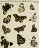 An illustration from Dr. Sulzers Abgekürtze Geschichte der Insecten. Nach dem Linaeischen System / [Johann Heinrich Sulzer]. (1776)