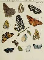 Picture 39 of 56 from Dr. Sulzers Abgekürtze Geschichte der Insecten. Nach dem Linaeischen System / [Johann Heinrich Sulzer]. (1776), leaf 381