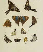 Picture 40 of 56 from Dr. Sulzers Abgekürtze Geschichte der Insecten. Nach dem Linaeischen System / [Johann Heinrich Sulzer]. (1776), leaf 385