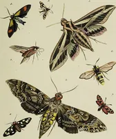 An illustration from Dr. Sulzers Abgekürtze Geschichte der Insecten. Nach dem Linaeischen System / [Johann Heinrich Sulzer]. (1776)