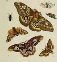 An illustration from Dr. Sulzers Abgekürtze Geschichte der Insecten. Nach dem Linaeischen System / [Johann Heinrich Sulzer]. (1776)