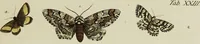 An illustration from Dr. Sulzers Abgekürtze Geschichte der Insecten. Nach dem Linaeischen System / [Johann Heinrich Sulzer]. (1776)