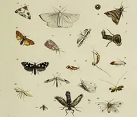 An illustration from Dr. Sulzers Abgekürtze Geschichte der Insecten. Nach dem Linaeischen System / [Johann Heinrich Sulzer]. (1776)