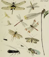 An illustration from Dr. Sulzers Abgekürtze Geschichte der Insecten. Nach dem Linaeischen System / [Johann Heinrich Sulzer]. (1776)