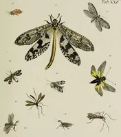 An illustration from Dr. Sulzers Abgekürtze Geschichte der Insecten. Nach dem Linaeischen System / [Johann Heinrich Sulzer]. (1776)