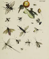 An illustration from Dr. Sulzers Abgekürtze Geschichte der Insecten. Nach dem Linaeischen System / [Johann Heinrich Sulzer]. (1776)