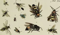Picture 49 of 56 from Dr. Sulzers Abgekürtze Geschichte der Insecten. Nach dem Linaeischen System / [Johann Heinrich Sulzer]. (1776), leaf 417