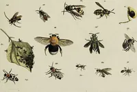An illustration from Dr. Sulzers Abgekürtze Geschichte der Insecten. Nach dem Linaeischen System / [Johann Heinrich Sulzer]. (1776)