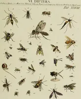 Picture 51 of 56 from Dr. Sulzers Abgekürtze Geschichte der Insecten. Nach dem Linaeischen System / [Johann Heinrich Sulzer]. (1776), leaf 421