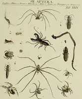 An illustration from Dr. Sulzers Abgekürtze Geschichte der Insecten. Nach dem Linaeischen System / [Johann Heinrich Sulzer]. (1776)
