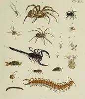 An illustration from Dr. Sulzers Abgekürtze Geschichte der Insecten. Nach dem Linaeischen System / [Johann Heinrich Sulzer]. (1776)