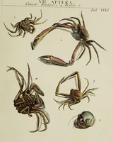 Picture 54 of 56 from Dr. Sulzers Abgekürtze Geschichte der Insecten. Nach dem Linaeischen System / [Johann Heinrich Sulzer]. (1776), leaf 433