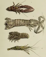 An illustration from Dr. Sulzers Abgekürtze Geschichte der Insecten. Nach dem Linaeischen System / [Johann Heinrich Sulzer]. (1776)