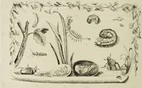 An illustration from Dr. Sulzers Abgekürtze Geschichte der Insecten. Nach dem Linaeischen System / [Johann Heinrich Sulzer]. (1776)