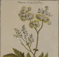 An illustration from [A collection of 212 coloured botanical plates] (1776)