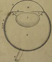 An illustration from Compendium anatomicum ea omnia complectens quae ad cognitam humani corporis oeconomiam spectant. Cui, quo clarius elucescat, quanti sit anatomia in medicinâ tam diagnosticâ & prognosticâ quam practicâ, adjiciuntur praelectiones artem obstetricariam actiones medicamentorum et proximas mortis causas anatomicis principiis exponentes. In usum Academiae Oxoniensis / constructum a F. Nicholls e Coll. Exon. M.D. Prael. Anat. Oxon. C.M.L.S. & F.R.S. (1733)