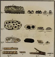 Picture 52 of 177 from [Herbier de la France, ou collection complette des plantes indigènes de ce royaume] / [Pierre Bulliard]. (1780), leaf 101