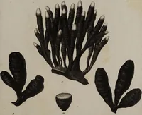 An illustration from [Herbier de la France, ou collection complette des plantes indigènes de ce royaume] / [Pierre Bulliard]. (1780)