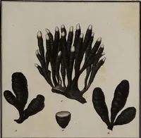 An illustration from [Herbier de la France, ou collection complette des plantes indigènes de ce royaume] / [Pierre Bulliard]. (1780)