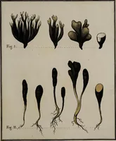 Picture 56 of 177 from [Herbier de la France, ou collection complette des plantes indigènes de ce royaume] / [Pierre Bulliard]. (1780), leaf 109