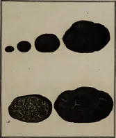 An illustration from [Herbier de la France, ou collection complette des plantes indigènes de ce royaume] / [Pierre Bulliard]. (1780)