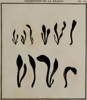 Picture 57 of 177 from [Herbier de la France, ou collection complette des plantes indigènes de ce royaume] / [Pierre Bulliard]. (1780), leaf 111