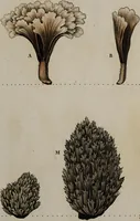 Picture 58 of 177 from [Herbier de la France, ou collection complette des plantes indigènes de ce royaume] / [Pierre Bulliard]. (1780), leaf 113