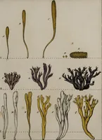 Picture 59 of 177 from [Herbier de la France, ou collection complette des plantes indigènes de ce royaume] / [Pierre Bulliard]. (1780), leaf 115