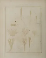 Picture 60 of 177 from [Herbier de la France, ou collection complette des plantes indigènes de ce royaume] / [Pierre Bulliard]. (1780), leaf 116