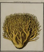 Picture 61 of 177 from [Herbier de la France, ou collection complette des plantes indigènes de ce royaume] / [Pierre Bulliard]. (1780), leaf 117