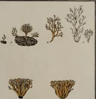 Picture 62 of 177 from [Herbier de la France, ou collection complette des plantes indigènes de ce royaume] / [Pierre Bulliard]. (1780), leaf 119