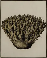 Picture 63 of 177 from [Herbier de la France, ou collection complette des plantes indigènes de ce royaume] / [Pierre Bulliard]. (1780), leaf 121