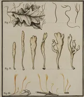 Picture 64 of 177 from [Herbier de la France, ou collection complette des plantes indigènes de ce royaume] / [Pierre Bulliard]. (1780), leaf 123