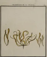 Picture 65 of 177 from [Herbier de la France, ou collection complette des plantes indigènes de ce royaume] / [Pierre Bulliard]. (1780), leaf 125