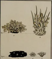 An illustration from [Herbier de la France, ou collection complette des plantes indigènes de ce royaume] / [Pierre Bulliard]. (1780)