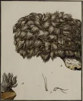 Picture 67 of 177 from [Herbier de la France, ou collection complette des plantes indigènes de ce royaume] / [Pierre Bulliard]. (1780), leaf 129
