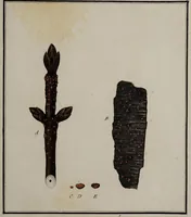 Picture 70 of 177 from [Herbier de la France, ou collection complette des plantes indigènes de ce royaume] / [Pierre Bulliard]. (1780), leaf 135