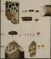 Picture 71 of 177 from [Herbier de la France, ou collection complette des plantes indigènes de ce royaume] / [Pierre Bulliard]. (1780), leaf 137