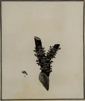 Picture 73 of 177 from [Herbier de la France, ou collection complette des plantes indigènes de ce royaume] / [Pierre Bulliard]. (1780), leaf 143