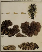 Picture 74 of 177 from [Herbier de la France, ou collection complette des plantes indigènes de ce royaume] / [Pierre Bulliard]. (1780), leaf 145