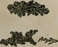 Picture 75 of 177 from [Herbier de la France, ou collection complette des plantes indigènes de ce royaume] / [Pierre Bulliard]. (1780), leaf 147