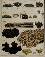 Picture 76 of 177 from [Herbier de la France, ou collection complette des plantes indigènes de ce royaume] / [Pierre Bulliard]. (1780), leaf 149