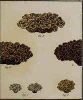 Picture 77 of 177 from [Herbier de la France, ou collection complette des plantes indigènes de ce royaume] / [Pierre Bulliard]. (1780), leaf 151