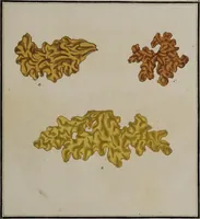 Picture 79 of 177 from [Herbier de la France, ou collection complette des plantes indigènes de ce royaume] / [Pierre Bulliard]. (1780), leaf 153