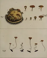 Picture 81 of 177 from [Herbier de la France, ou collection complette des plantes indigènes de ce royaume] / [Pierre Bulliard]. (1780), leaf 157