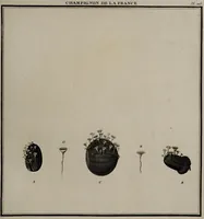 Picture 82 of 177 from [Herbier de la France, ou collection complette des plantes indigènes de ce royaume] / [Pierre Bulliard]. (1780), leaf 159