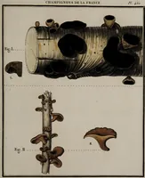 Picture 84 of 177 from [Herbier de la France, ou collection complette des plantes indigènes de ce royaume] / [Pierre Bulliard]. (1780), leaf 163